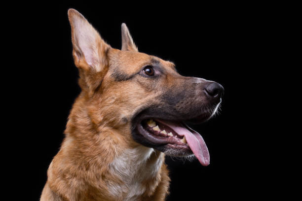 istock Shot of looking up german shepherd 656391690