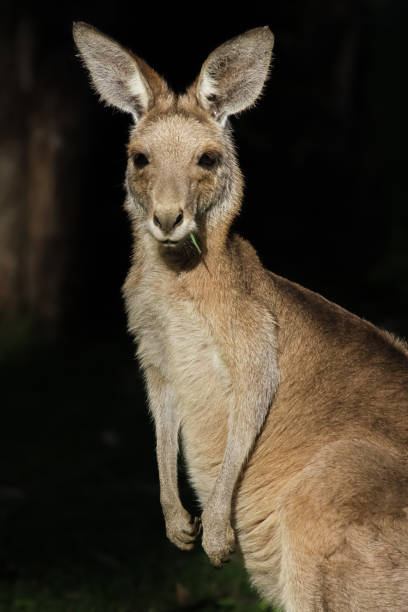istock Pretty face or whiptail wallaby in the sunlight, profile 656392168