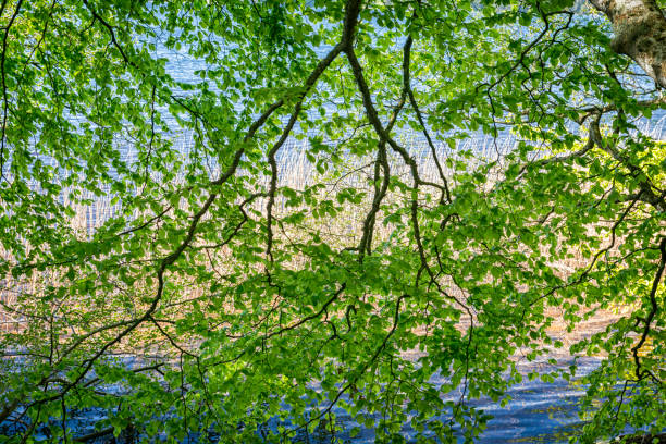 Beech tree leaves hanging down in front of lake. Water and reed behind the green leaves.