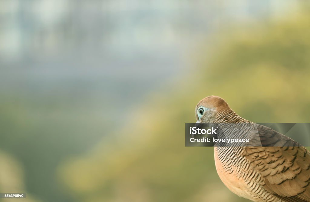 Wild Zebra Dove in the afternoon sunlight Lonely Bird, a wild Zebra Dove in the afternoon sunlight Animal Body Part Stock Photo