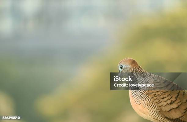 Wild Zebra Dove In The Afternoon Sunlight Stock Photo - Download Image Now - Animal Body Part, Animal Wildlife, Animal Wing