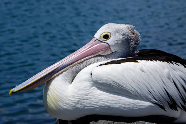 istock Profile of an Australian pelican resting 656398702