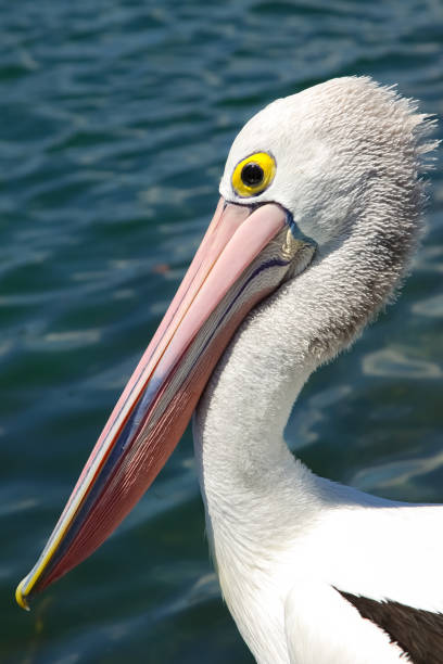 istock Close up of an Australian pelican 656398716