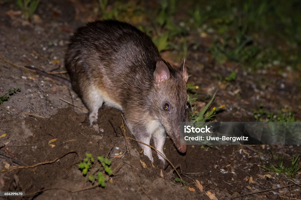 Southern brown bandicoot Wilsons Promontory National Park, Victoria, Australia Animal Stock Photo