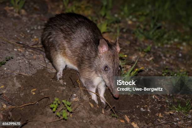 Southern Brown Bandicoot Stock Photo - Download Image Now - Animal, Animal Body Part, Animal Eye