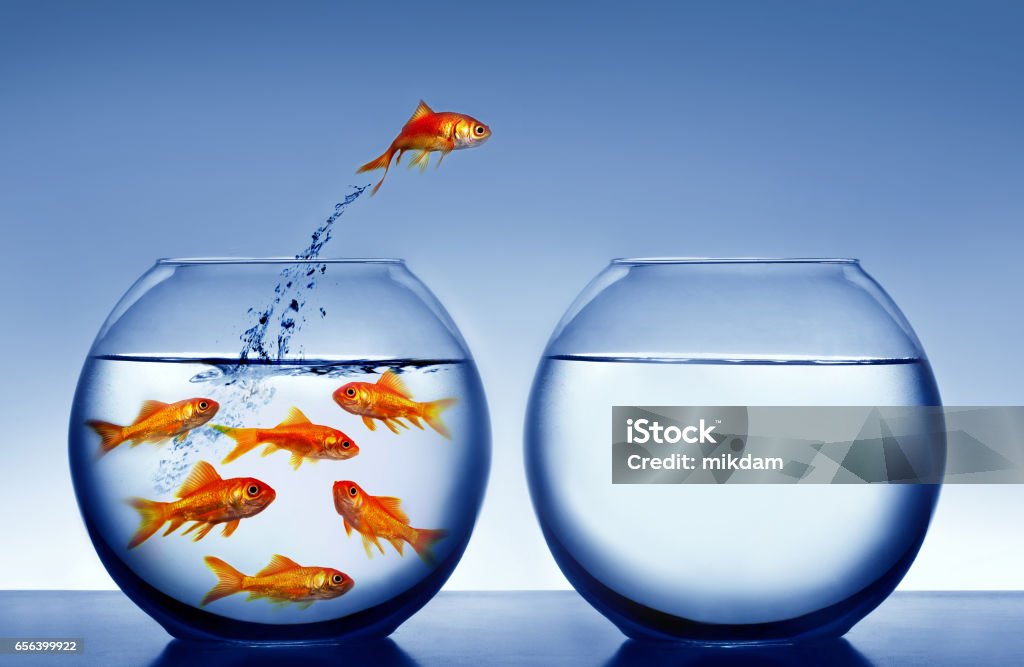 goldfish goldfish jumping out of the water Jumping Stock Photo