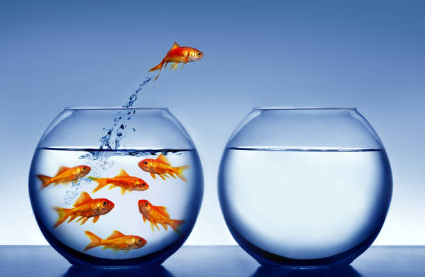 goldfish goldfish jumping out of the water jumping into water stock pictures, royalty-free photos & images