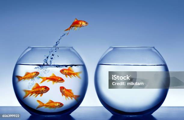 Goldfish Stock Photo - Download Image Now - Jumping, Fish, Goldfish