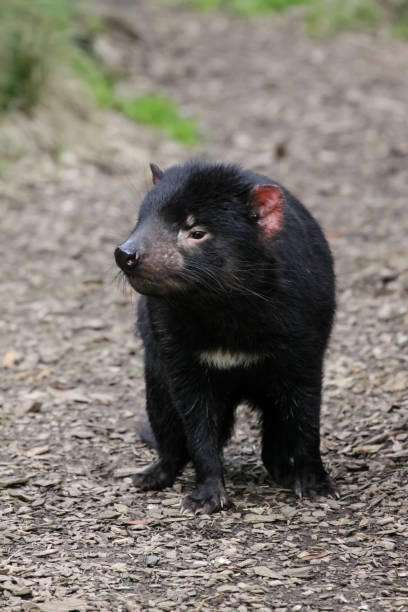 istock Close up of an Tasmanian devil, facing 656402096
