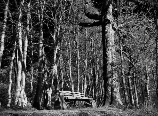 Wooden bench along a hiking trail in the forest