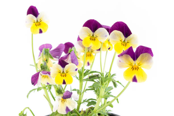 istock Pansy, Viola Tricolor 656403124