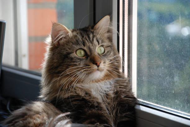 istock Cats, lovely fluffy pets 656405530
