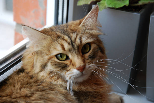 istock Cats, lovely fluffy pets 656405636