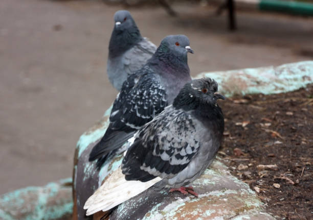 istock Common blue-gray doves in the city 656405900