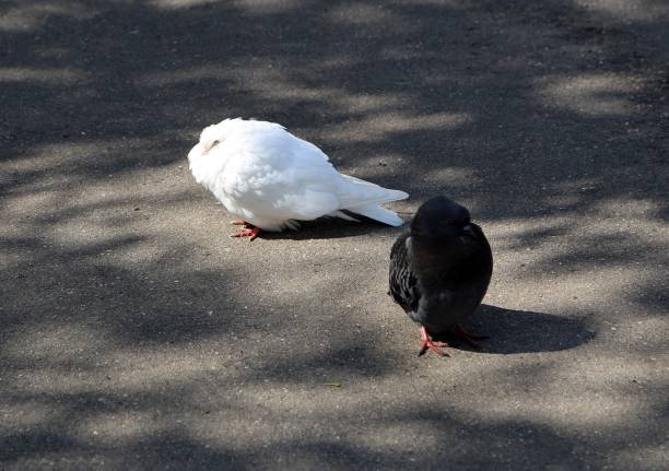 Common blue-gray doves in the city. Bird, who lives next to the man.