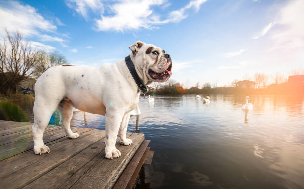 istock White English Bulldog standing on the dock 656406228