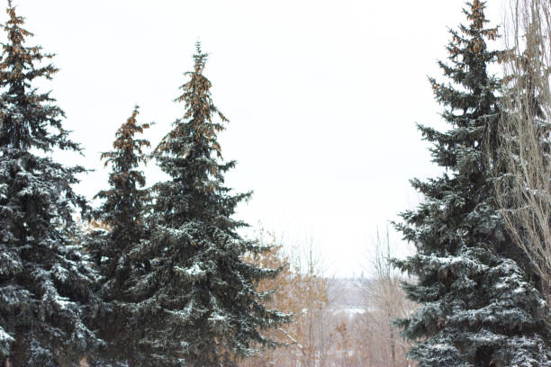 Evergreen trees, during a blizzard on county highways C and LS in Manitowoc, Wisconsin.