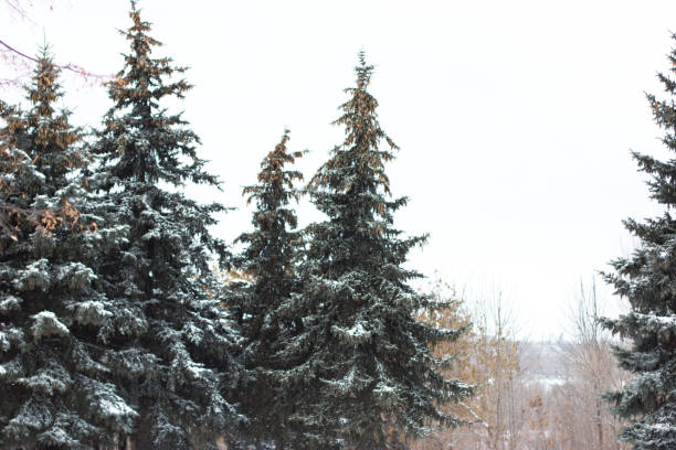 Focus on fir tree branch, white frost covering green needles, wintertime in the mountains