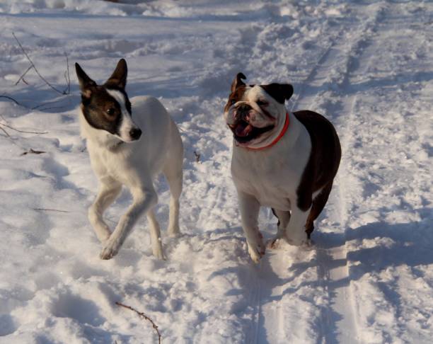 istock Dog in winter snow 656406566