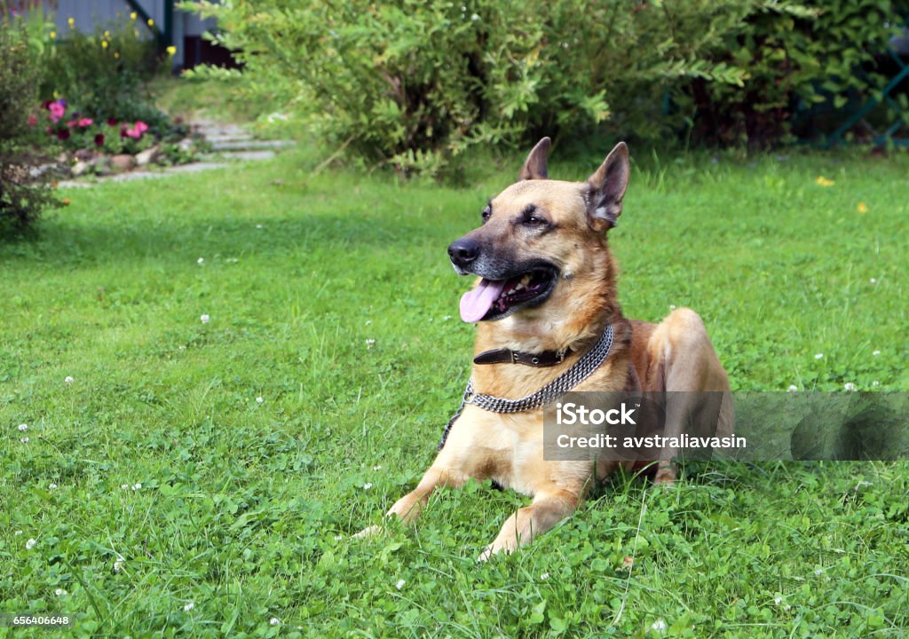 Dog, pet of all people Shepherd Dog breed. Fun and clever pet. Agricultural Field Stock Photo