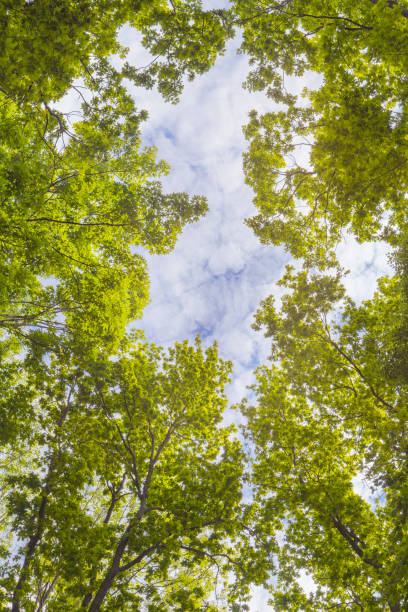 istock View to the sky from among the trees 656407068