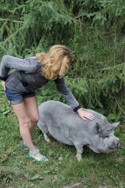 istock Woman with a grey pig. 656407944