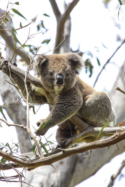 istock Koala sitting on branches of  an eucalyptus tree, facing, Great Otway National Park 656410014