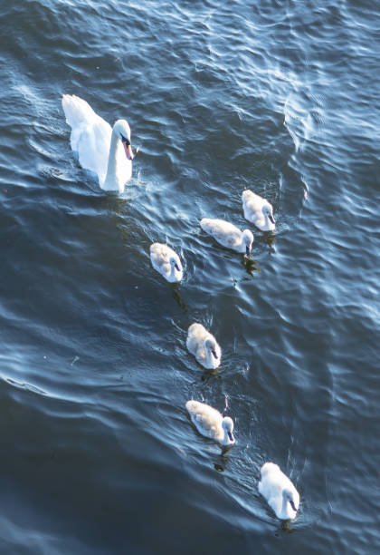 istock Swan family 656410124