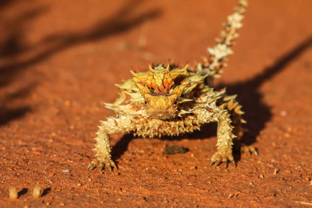 primo posto di un diavolo spinoso nell'entroterra australiano - thorny devil lizard australia northern territory desert foto e immagini stock