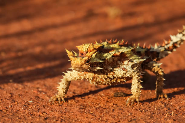 крупным планом торни дьявола в австралийской глубинке - thorny devil lizard australia northern territory desert стоковые фото и изображения