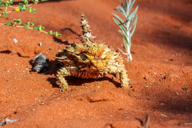 primo posto di un diavolo spinoso nell'entroterra australiano - thorny devil lizard australia northern territory desert foto e immagini stock