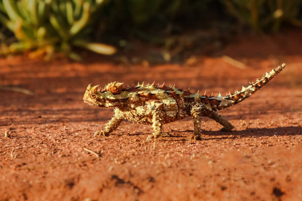 крупным планом торни дьявола в австралийской глубинке - thorny devil lizard australia northern territory desert стоковые фото и изображения