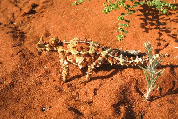 thorny devil nell'entroterra australiano - thorny devil lizard australia northern territory desert foto e immagini stock