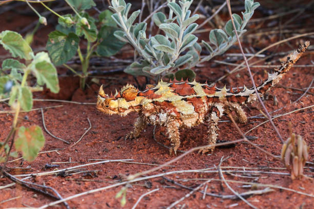 primo posto di un diavolo spinoso nell'entroterra australiano - thorny devil lizard australia northern territory desert foto e immagini stock