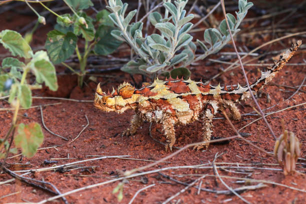 крупным планом торни дьявола в австралийской глубинке - thorny devil lizard australia northern territory desert стоковые фото и изображения
