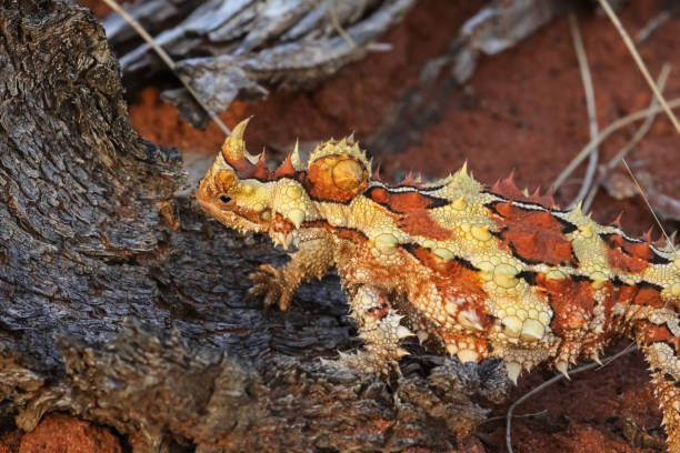 крупным планом торни дьявола в австралийской глубинке - thorny devil lizard australia northern territory desert стоковые фото и изображения