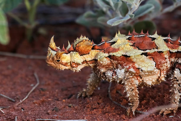 крупным планом торни дьявола в австралийской глубинке - thorny devil lizard australia northern territory desert стоковые фото и изображения