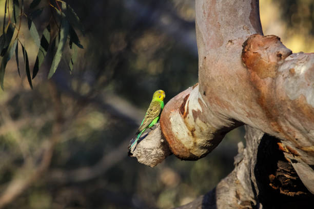 budgerigar siedzący na gałęzi w popołudniowym świetle, kanion kings - australia nature kings canyon northern territory zdjęcia i obrazy z banku zdjęć