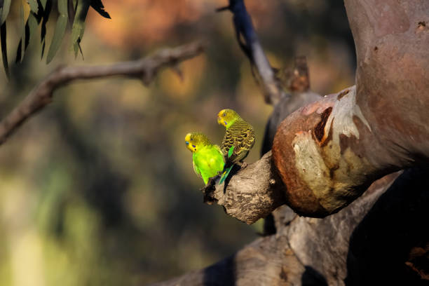 para budgerigars siedzących na gałęzi w popołudniowym świetle, kings canyon - australia nature kings canyon northern territory zdjęcia i obrazy z banku zdjęć