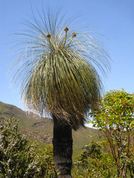 istock Kingia australis, an impressive grass tree, Stirling Range National Park 656417450