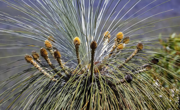 Crown of a Kingia australis, an Australian grass tree, Stirling Range National Park