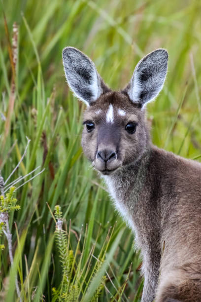 zbliżenie kangura western grey, z widokiem, zielone tło, park narodowy walepole nornalup - skippy zdjęcia i obrazy z banku zdjęć