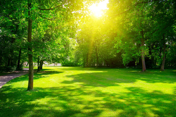 istock Sunrise in summer beautiful park. 656420194