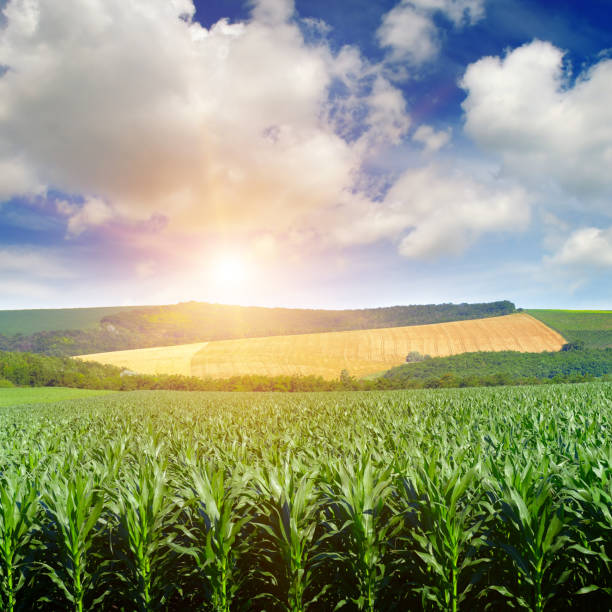 istock Bright sun rises over field of corn. 656420310