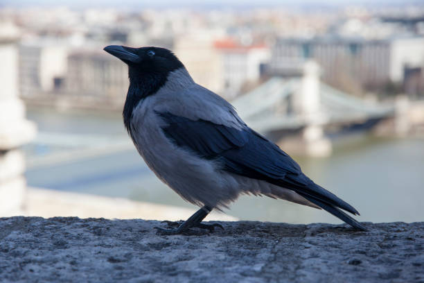 istock Corvus cornix is a Eurasian bird species in the crow genus 656421766