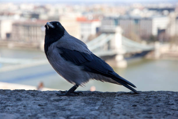 istock Corvus cornix is a Eurasian bird species in the crow genus 656421772