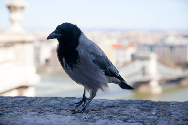 istock Corvus cornix is a Eurasian bird species in the crow genus 656421796