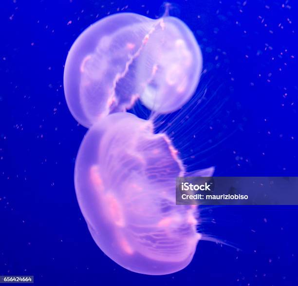 Sfondo Galleggiante Meduse - Fotografie stock e altre immagini di Acqua - Acqua, Acquarium, Animale