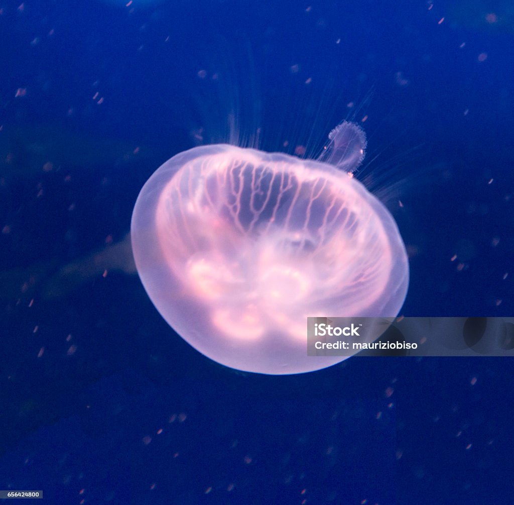 Medusa da vicino sfondo - Foto stock royalty-free di Acqua