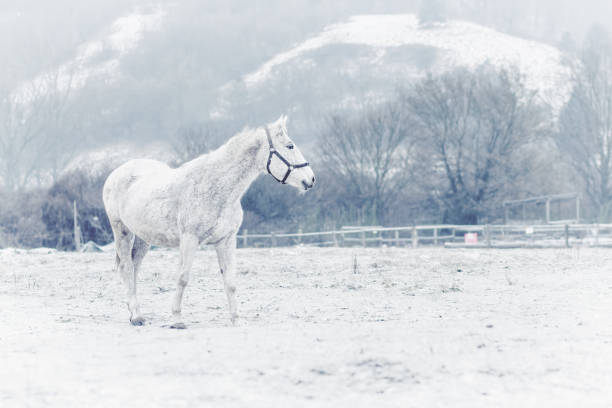 White horse stock photo